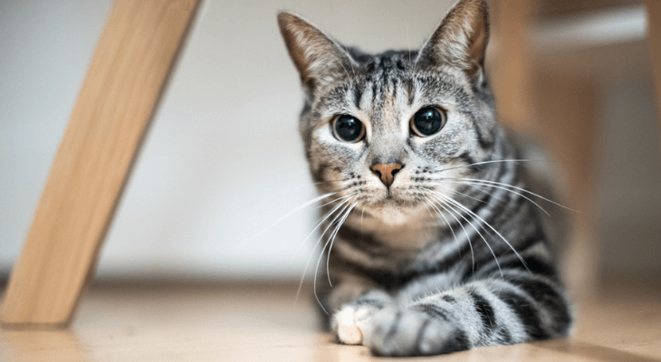 cat laying under table