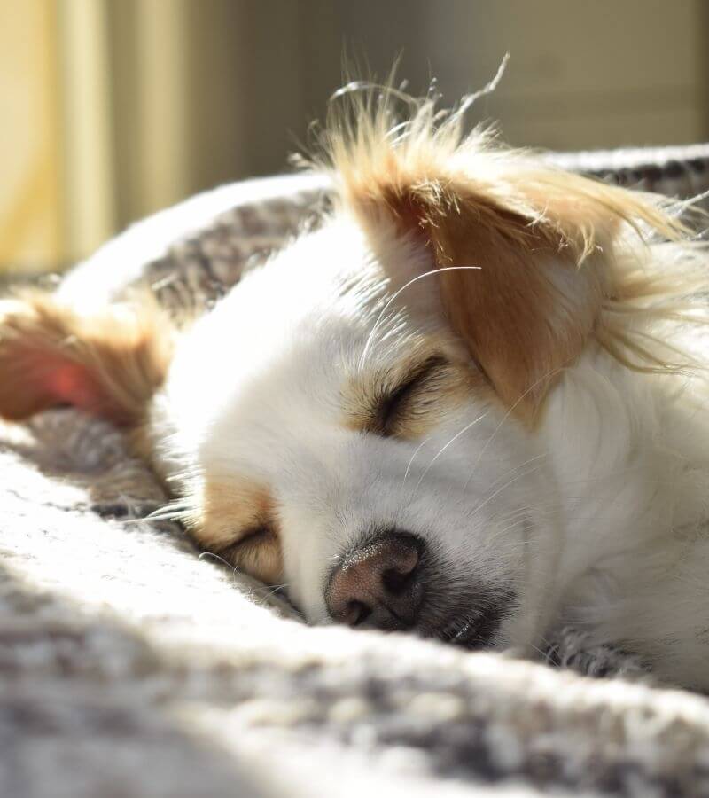 white and brown dog sleeping