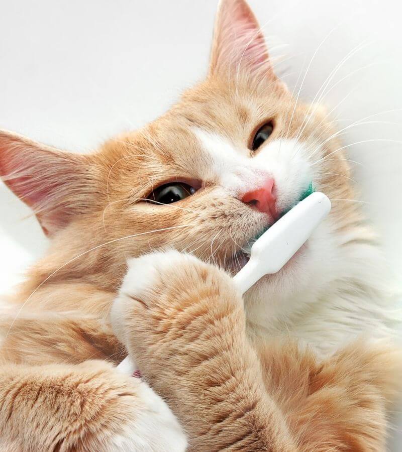 orange cat holding a toothbrush