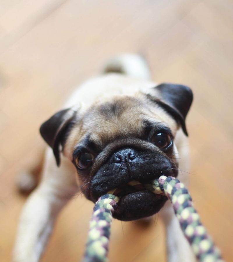 pug playing with a rope