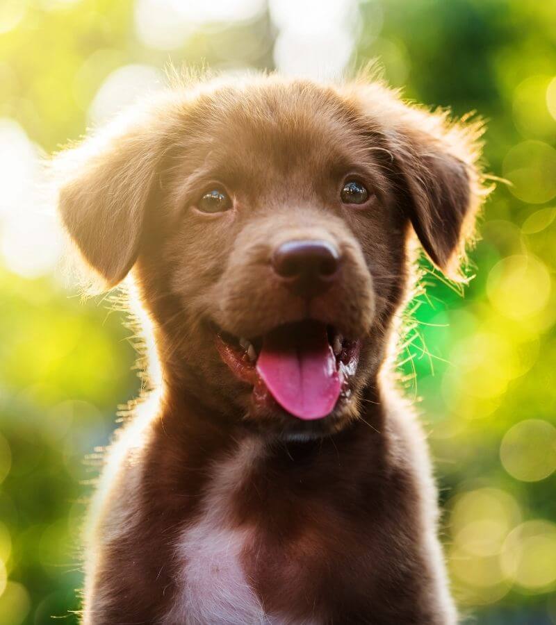brown puppy smiling