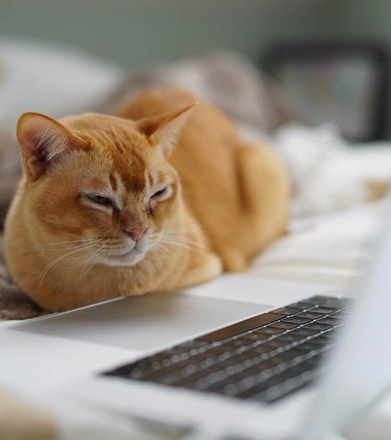 orange cat laying next to laptop