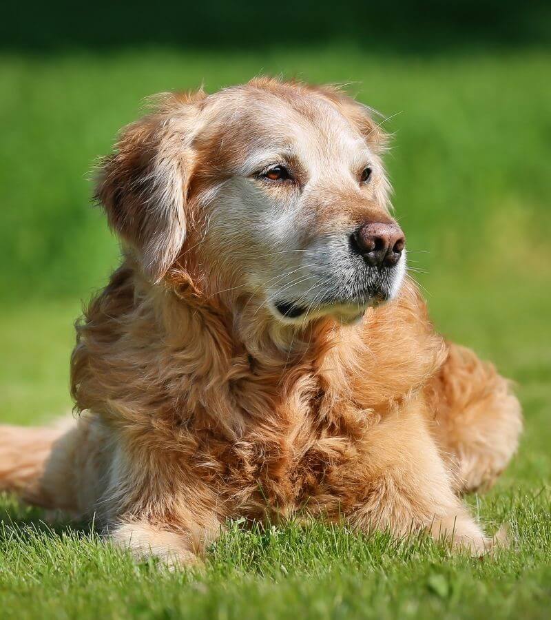 old dog laying on grass