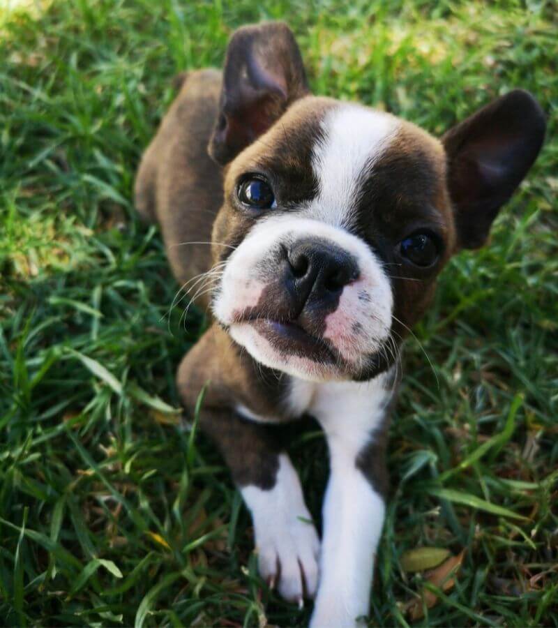 Frenchie dog laying on grass