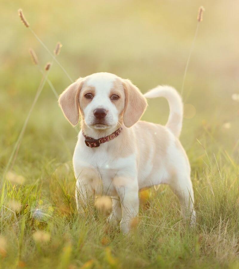 Puppy in a field