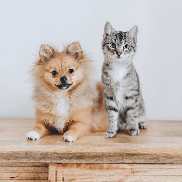 Small dog and cat on table