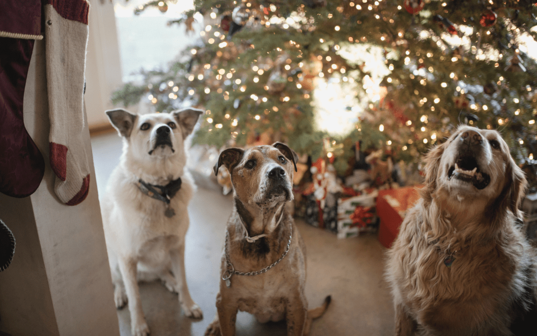 3 dogs sitting by christmas tree