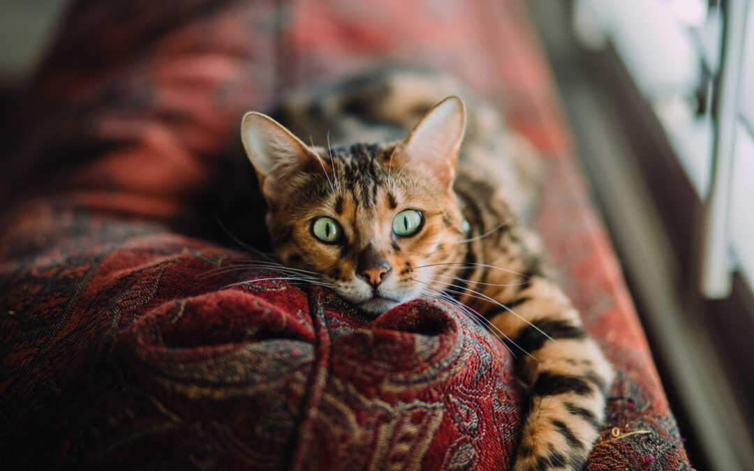 Tabby cat with green eyes lying on the couch