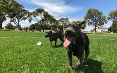 Staying Secure: Essential Tips to Ensure Safety at the Dog Park