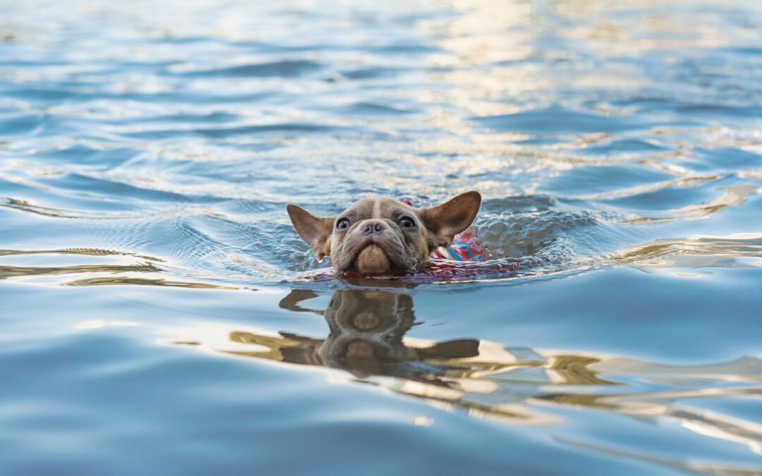 Five Essential Tips for Ensuring Safe Swimming Practices With Your Pet