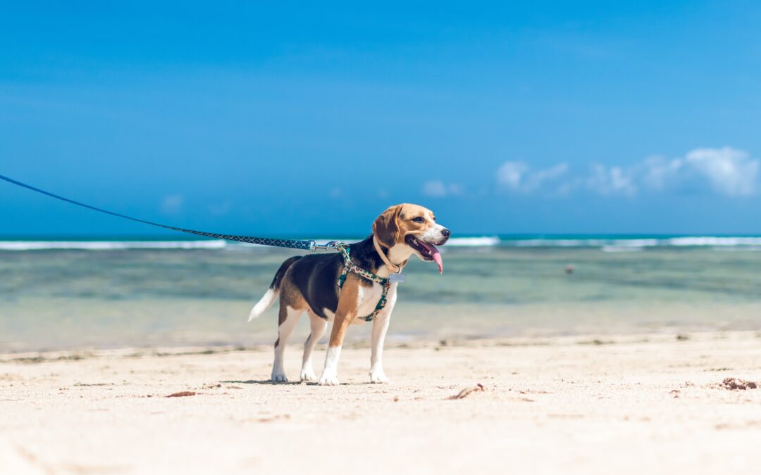5 Essential Summer Safety Tips for Your Beloved Pets
