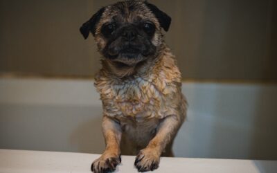 How to Select the Perfect Shampoo for Your Dog’s Fur Coat