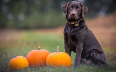 Autumn’s Nutrient-Rich Superfood for Pets